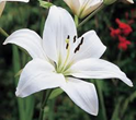 LILY-WHITE ASIATIC 10 STEM 